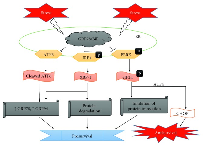 GRP78/BIP/HSPA5 as a Therapeutic Target in Models of Parkinson's Disease: A Mini Review.