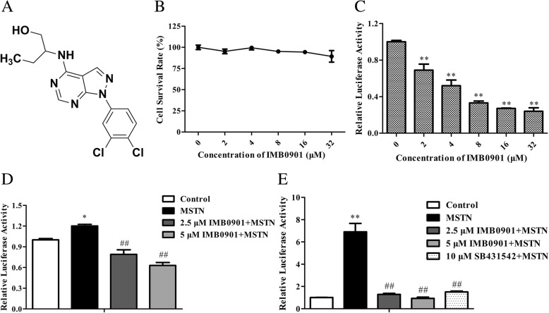 IMB0901 inhibits muscle atrophy induced by cancer cachexia through MSTN signaling pathway.