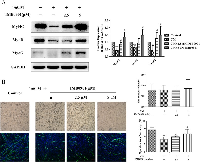 IMB0901 inhibits muscle atrophy induced by cancer cachexia through MSTN signaling pathway.