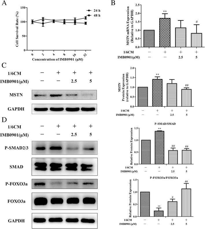 IMB0901 inhibits muscle atrophy induced by cancer cachexia through MSTN signaling pathway.