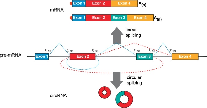 Establishing essential quality criteria for the validation of circular RNAs as biomarkers