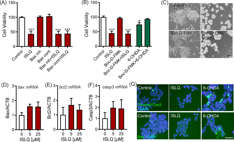 The dietary flavonoid isoliquiritigenin is a potent cytotoxin for human neuroblastoma cells.