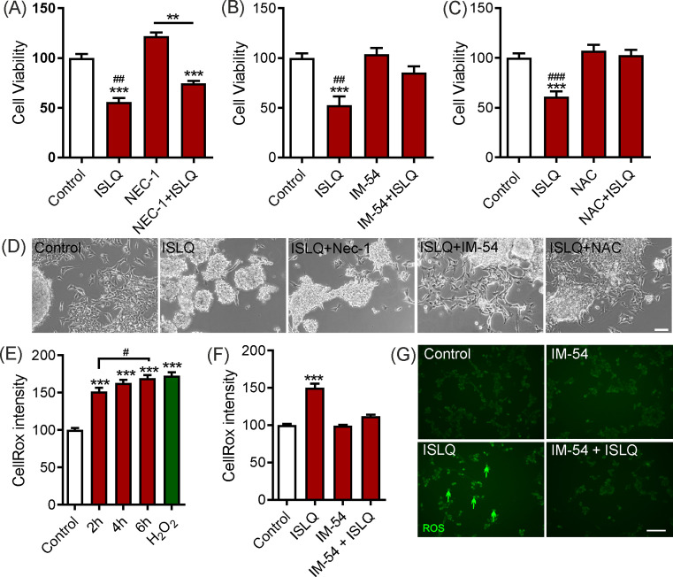 The dietary flavonoid isoliquiritigenin is a potent cytotoxin for human neuroblastoma cells.