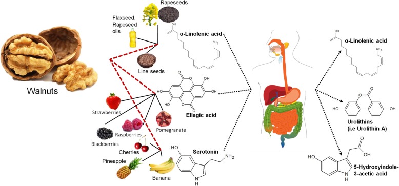 Biomarkers of food intake for nuts and vegetable oils: an extensive literature search.