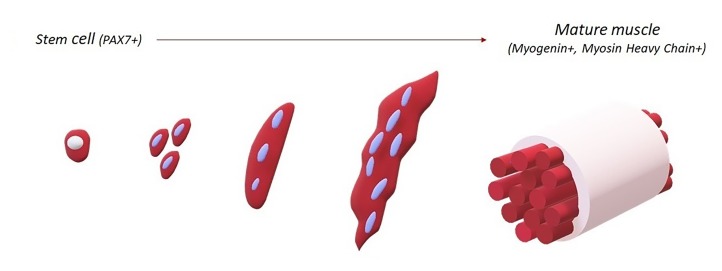 Biomimetic Scaffolds in Skeletal Muscle Regeneration.