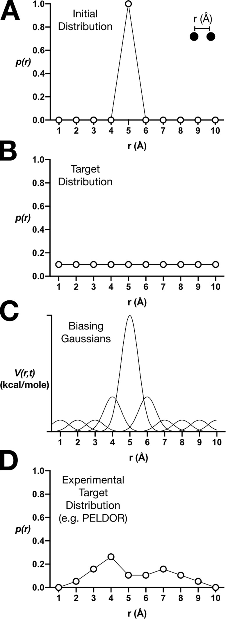 Interrogating the conformational dynamics of BetP transport.