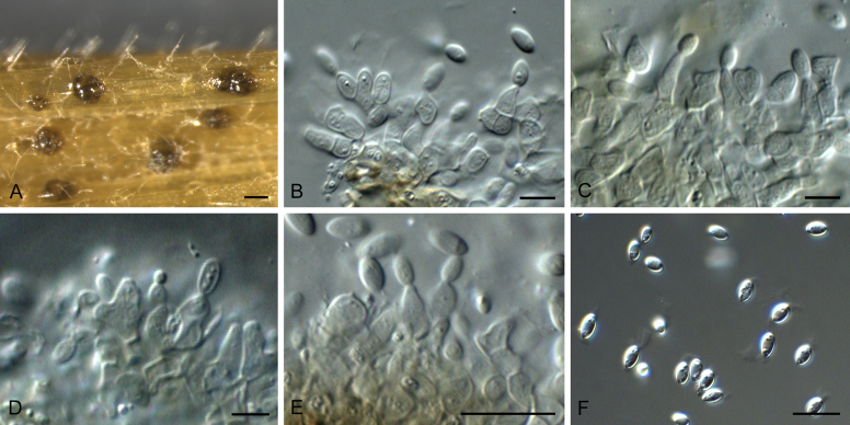 Genera of phytopathogenic fungi: GOPHY 2