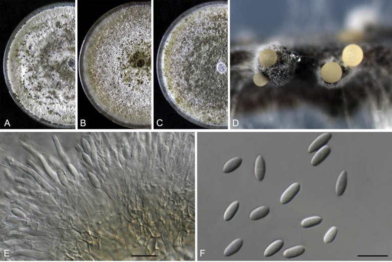 Genera of phytopathogenic fungi: GOPHY 2