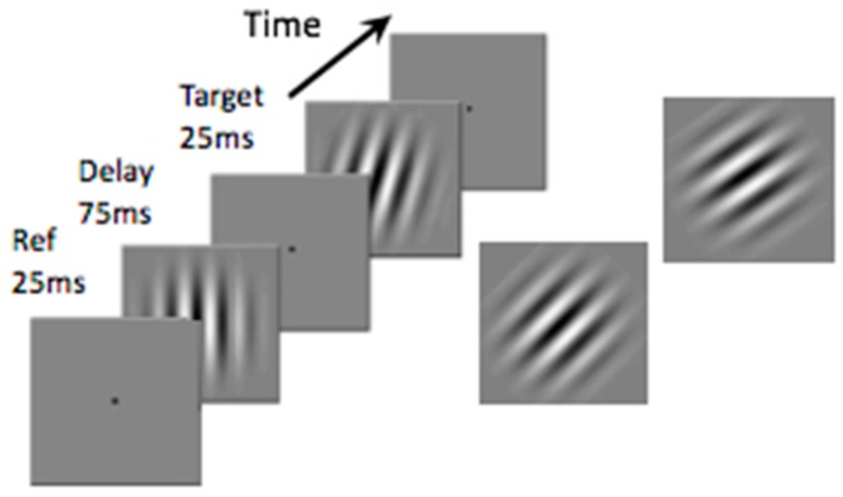 A Review of Motion and Orientation Processing in Migraine.