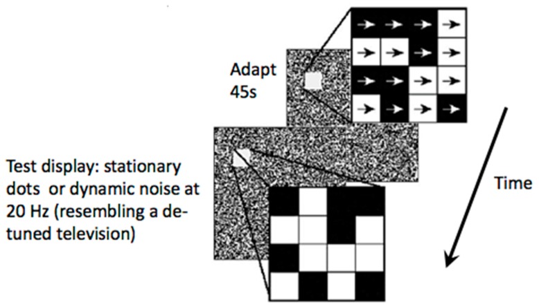 A Review of Motion and Orientation Processing in Migraine.