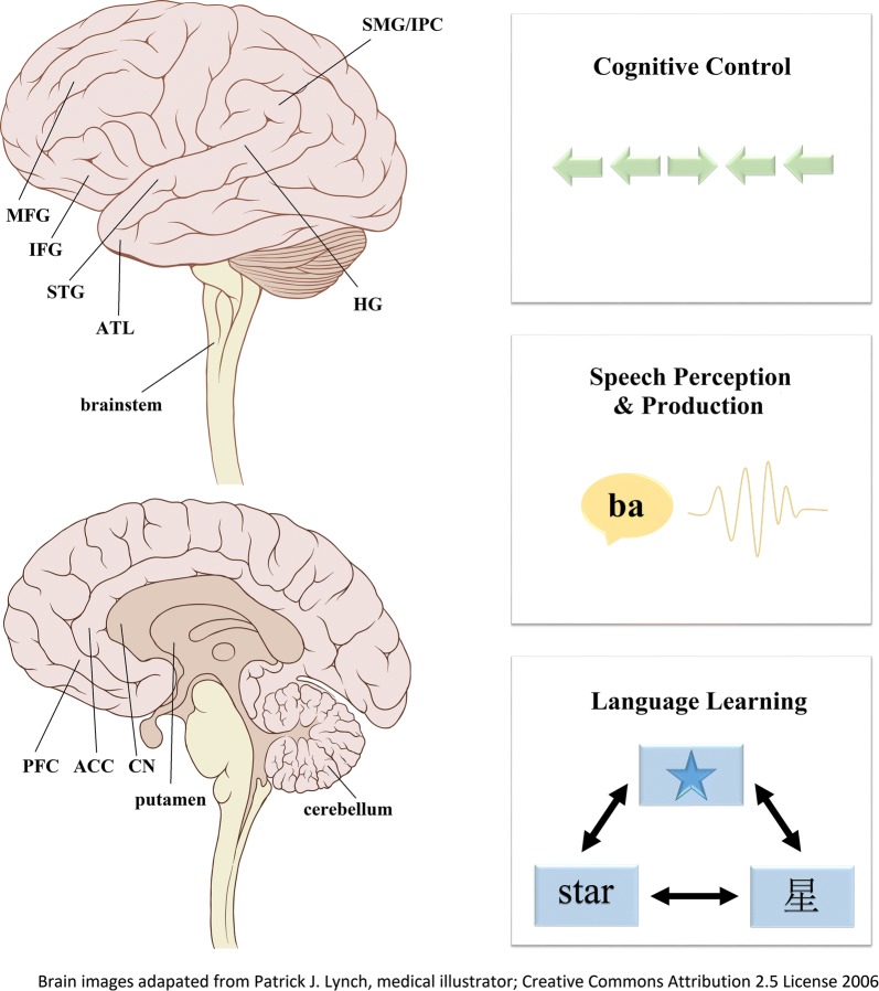 Consequences of multilingualism for neural architecture.