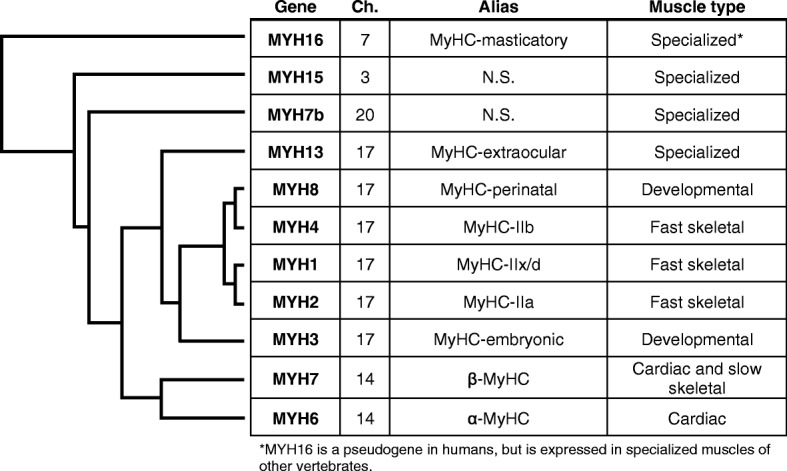 The ancient sarcomeric myosins found in specialized muscles.