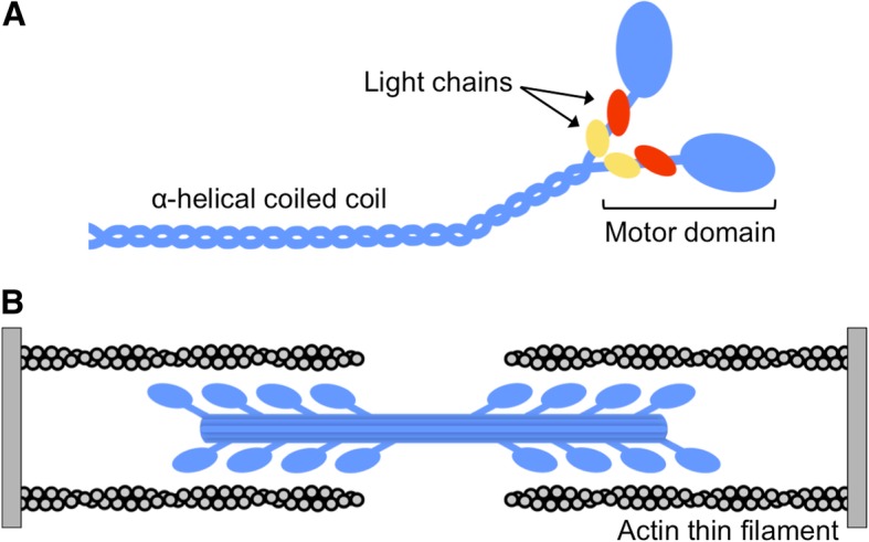 The ancient sarcomeric myosins found in specialized muscles.