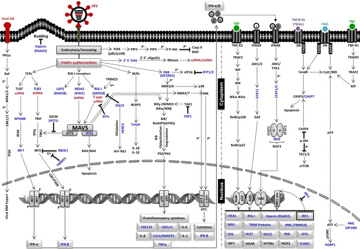 Time-Resolved Systems Medicine Reveals Viral Infection-Modulating Host Targets.