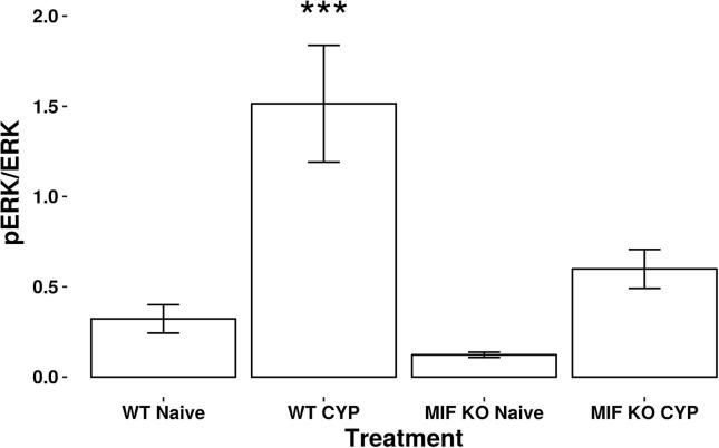 MIF mediates bladder pain, not inflammation, in cyclophosphamide cystitis