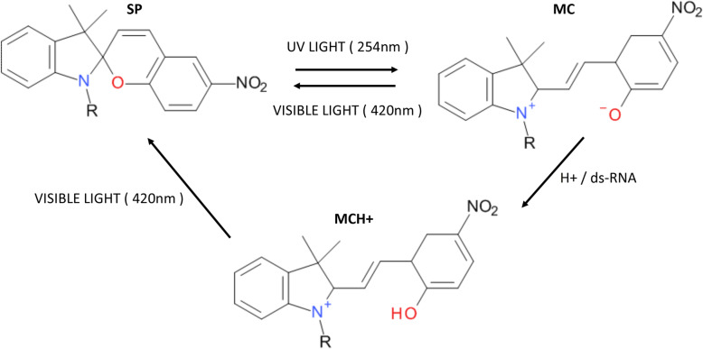 Spiropyran as a potential molecular diagnostic tool for double-stranded RNA detection.