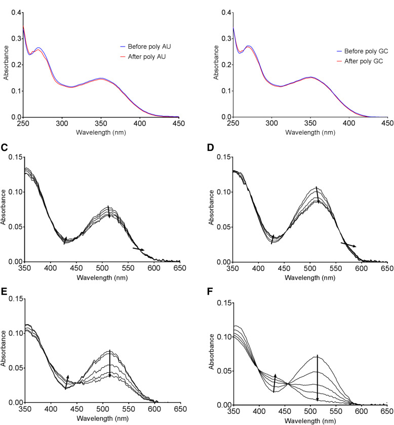 Spiropyran as a potential molecular diagnostic tool for double-stranded RNA detection.