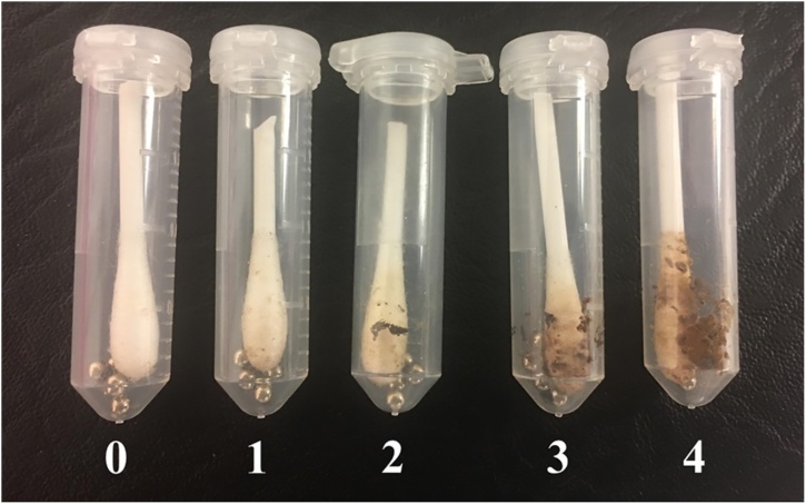 Identification of eyeworm (Oxyspirura petrowi) and caecal worm (Aulonocephalus pennula) infection levels in Northern bobwhite quail (Colinus virginianus) of the Rolling Plains, TX using a mobile research laboratory: Implications for regional surveillance