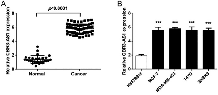 Upregulation of the long non-coding RNA CBR3-AS1 predicts tumor prognosis and contributes to breast cancer progression.