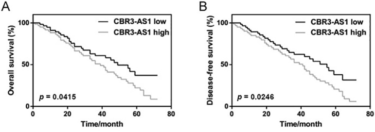 Upregulation of the long non-coding RNA CBR3-AS1 predicts tumor prognosis and contributes to breast cancer progression.