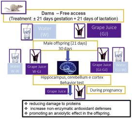 Chronic consumption of purple grape juice in gestational-lactation and post lactation promotes anxiolity effect and antioxidant defense improvement in brain from Wistar male offsprings