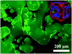 Bi-continuous emulsion using Janus particles†