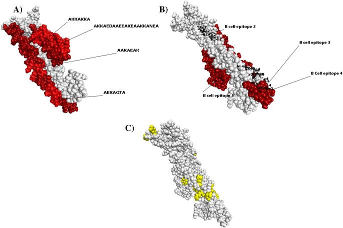 Effect of low complexity regions within the PvMSP3α block II on the tertiary structure of the protein and implications to immune escape mechanisms