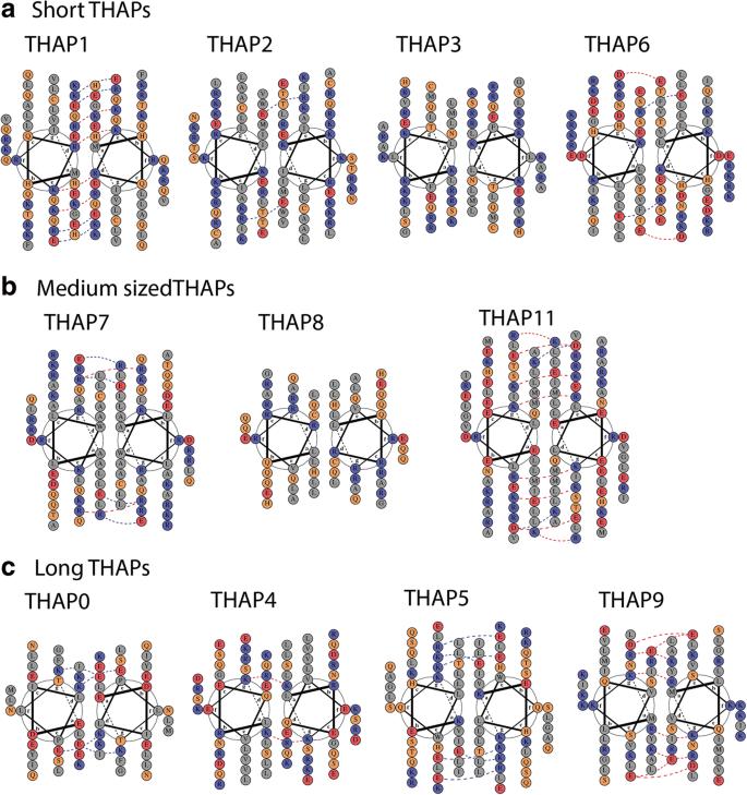 Classification of the human THAP protein family identifies an evolutionarily conserved coiled coil region