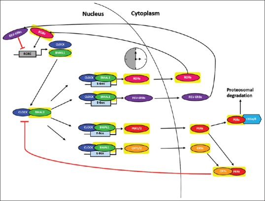 Molecular basis for the association between depression and circadian rhythm.