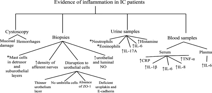 Purinergic P2X7 receptors as therapeutic targets in interstitial cystitis/bladder pain syndrome; key role of ATP signaling in inflammation.