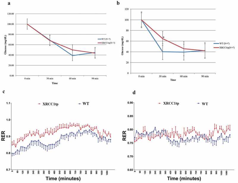 Mice expressing an XRCC1 truncated protein are at increased risk for insulin resistance.