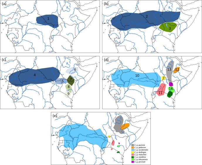 Is <i>Colobus guereza gallarum</i> a valid endemic Ethiopian taxon?