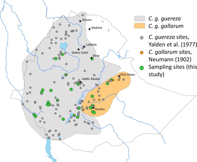 Is <i>Colobus guereza gallarum</i> a valid endemic Ethiopian taxon?