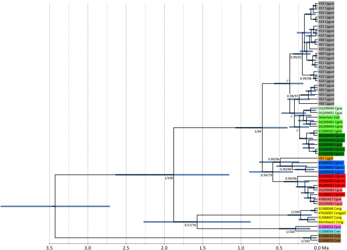 Is <i>Colobus guereza gallarum</i> a valid endemic Ethiopian taxon?