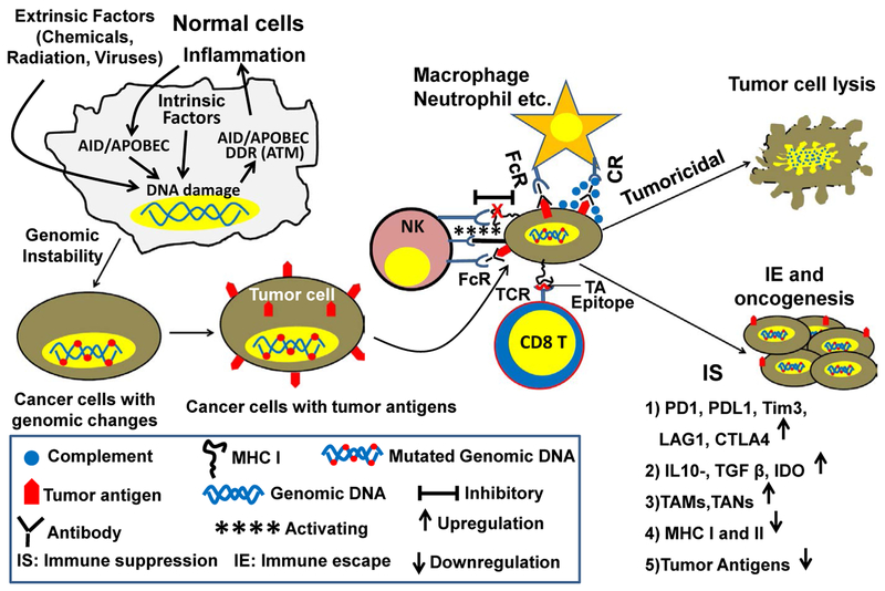 The roles of homologous recombination and the immune system in the genomic evolution of cancer.