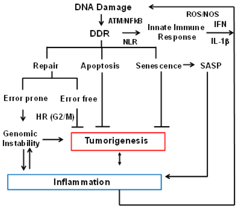 The roles of homologous recombination and the immune system in the genomic evolution of cancer.