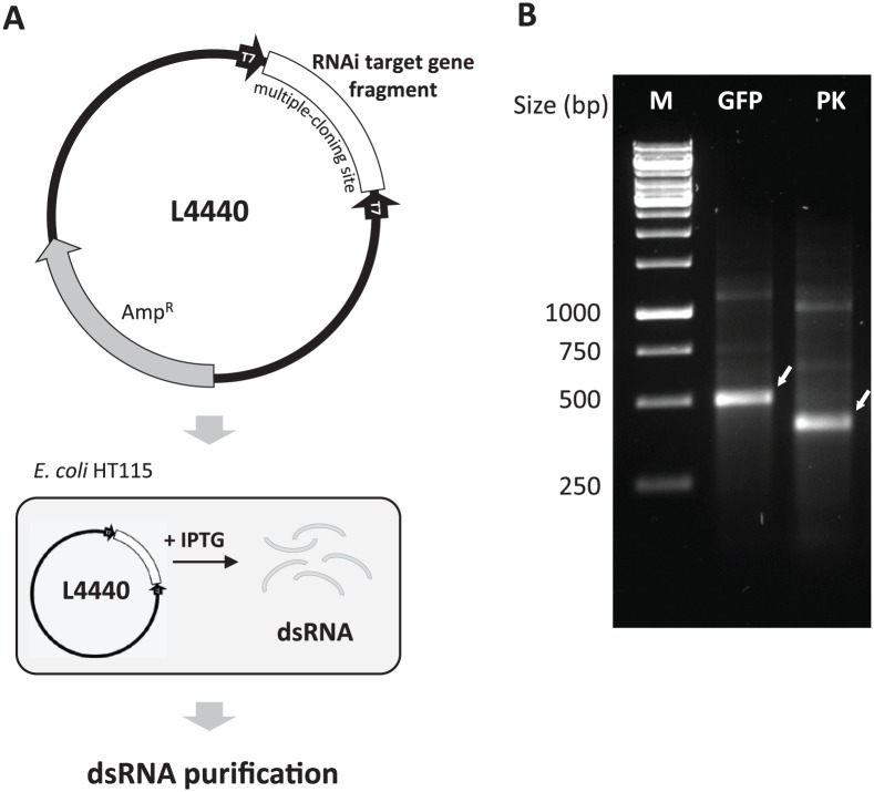 Microbial-Based Double-Stranded RNA Production to Develop Cost-Effective RNA Interference Application for Insect Pest Management.