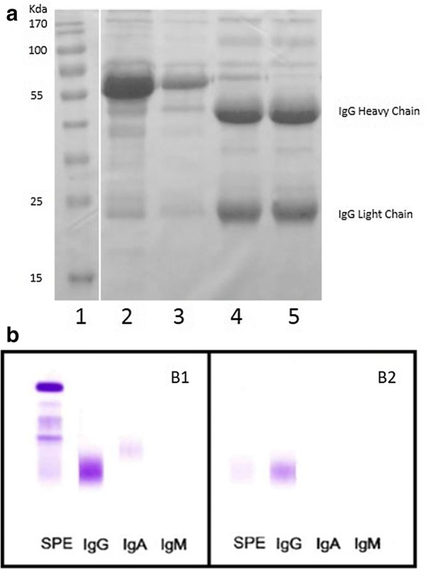 Anti-β2-glycoprotein I and anti-phosphatidylserine/prothrombin antibodies exert similar pro-thrombotic effects in peripheral blood monocytes and endothelial cells.