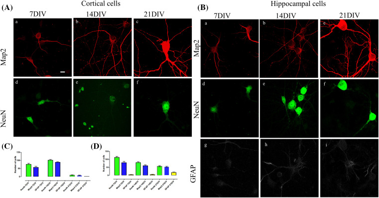 Culturing primary neurons from rat hippocampus and cortex.