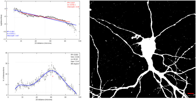 Culturing primary neurons from rat hippocampus and cortex.