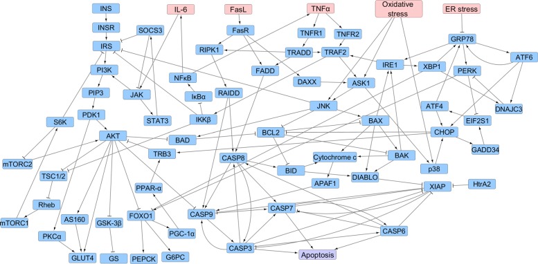 Boolean network modeling of β-cell apoptosis and insulin resistance in type 2 diabetes mellitus.