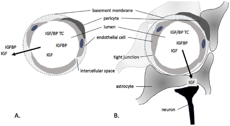 The Role of Insulin-Like Growth Factors and Insulin-Like Growth Factor-Binding Proteins in the Nervous System.