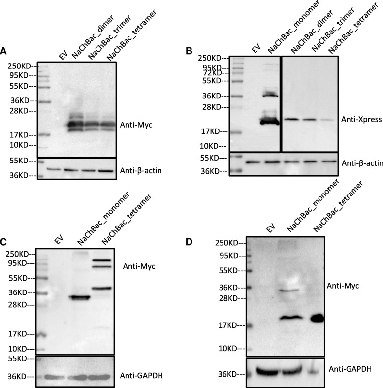 Covalent linkage of bacterial voltage-gated sodium channels.