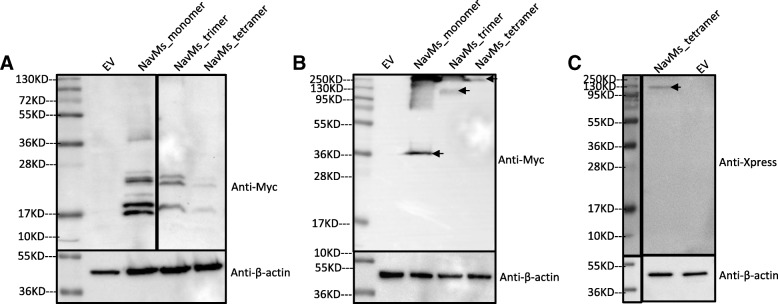 Covalent linkage of bacterial voltage-gated sodium channels.