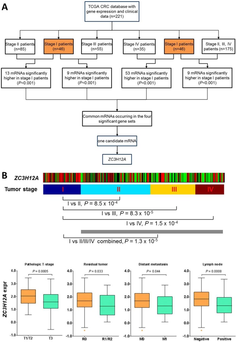 ZC3H12A Expression in Different Stages of Colorectal Cancer.