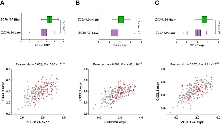 ZC3H12A Expression in Different Stages of Colorectal Cancer.