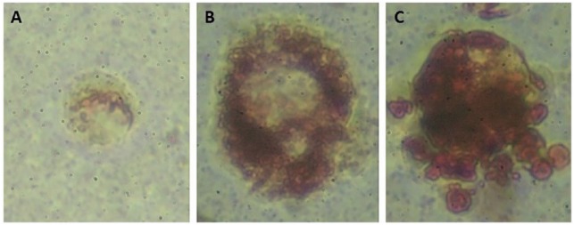 Part 1: A Novel Model for Three-Dimensional Culture of 3T3-L1 Preadipocytes Stimulates Spontaneous Cell Differentiation Independent of Chemical Induction Typically Required in Monolayer.