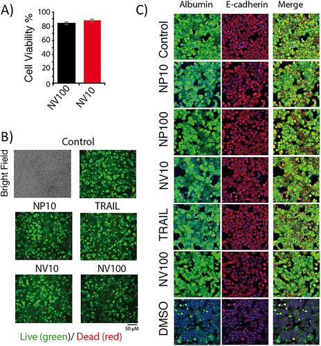 Coupling tumor necrosis factor-related apoptosis-inducing ligand to iron oxide nanoparticles increases its apoptotic activity on HCT116 and HepG2 malignant cells: effect of magnetic core size