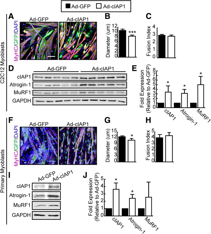 Targeted ablation of the cellular inhibitor of apoptosis 1 (cIAP1) attenuates denervation-induced skeletal muscle atrophy.