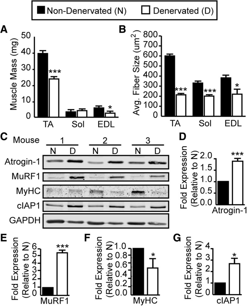 Targeted ablation of the cellular inhibitor of apoptosis 1 (cIAP1) attenuates denervation-induced skeletal muscle atrophy.